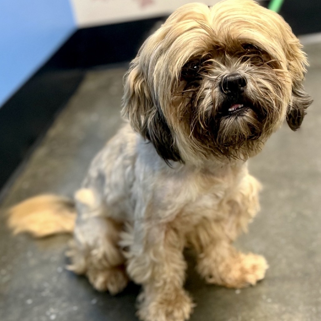 Wookiee 08-1710, photo 2