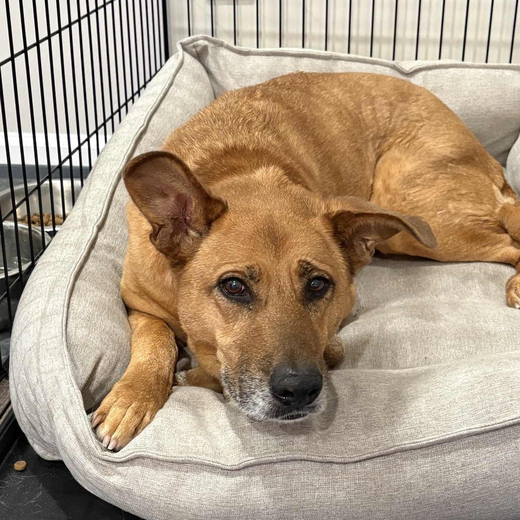 Nala — thumbnail 10