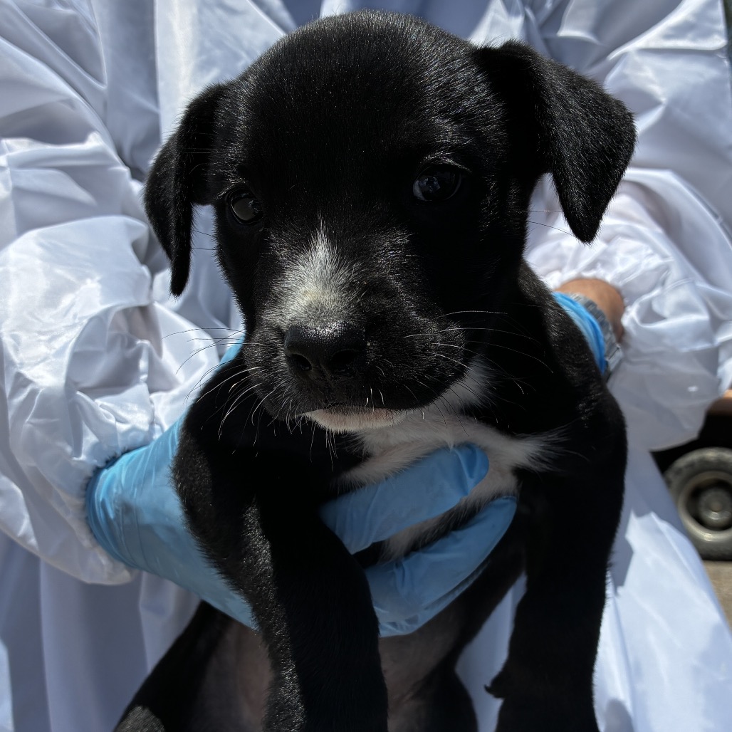 WHITE SOCKS - Shepherd / Mix available for adoption