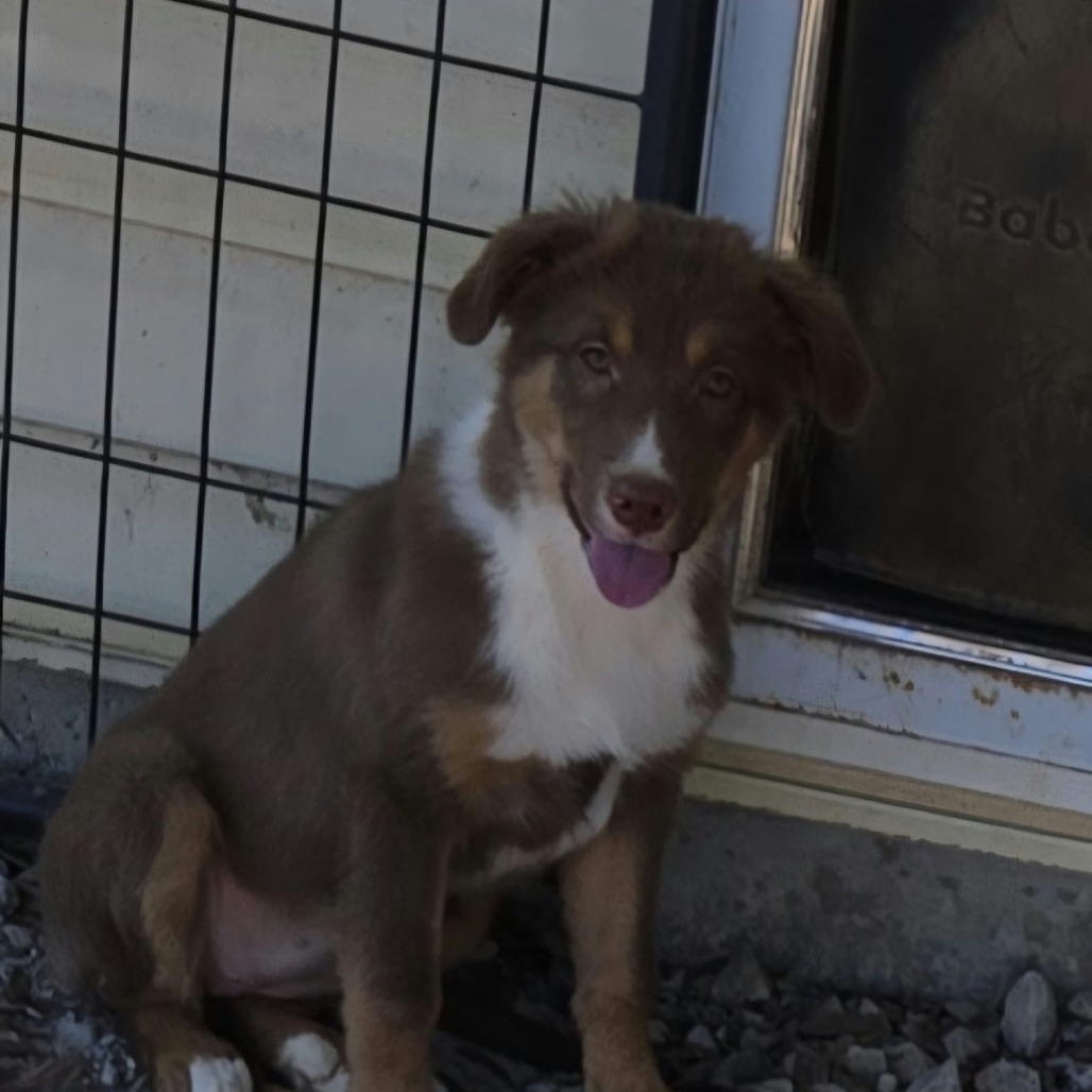 Molly, photo 2