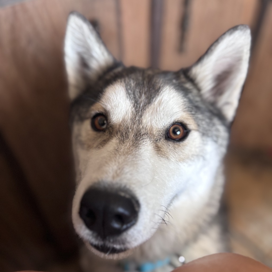Otto