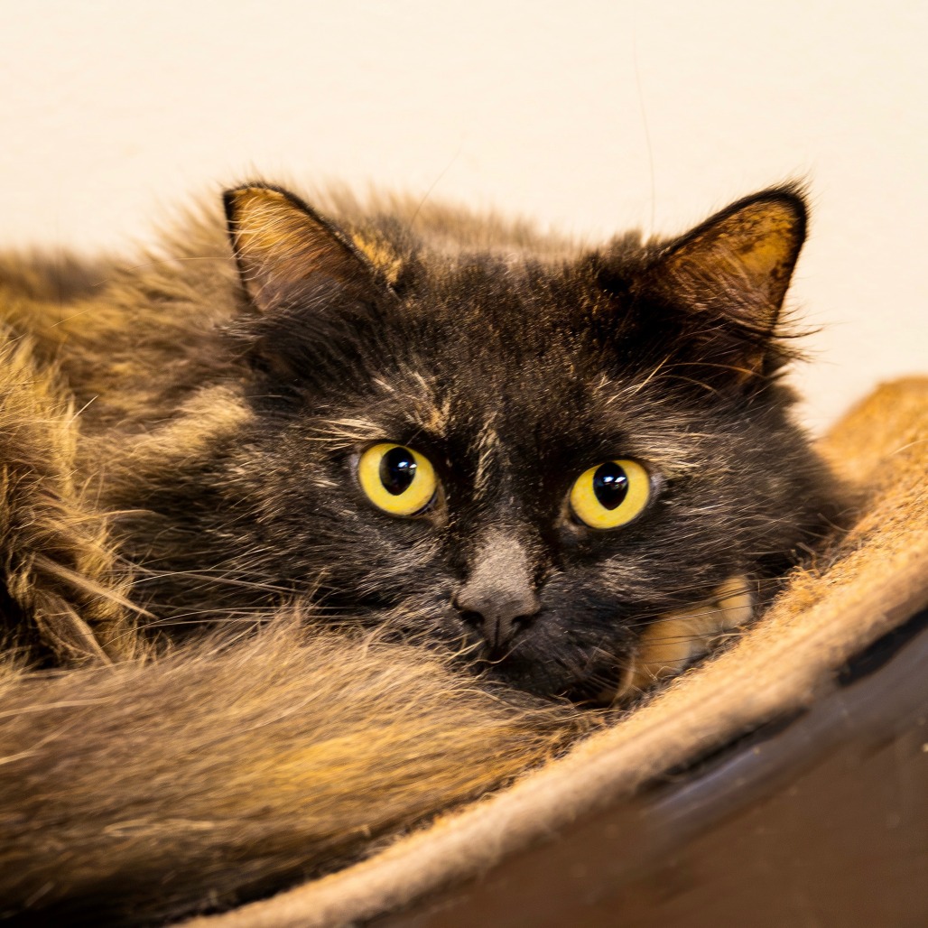 CLEMENTINE - Domestic Longhair available for adoption