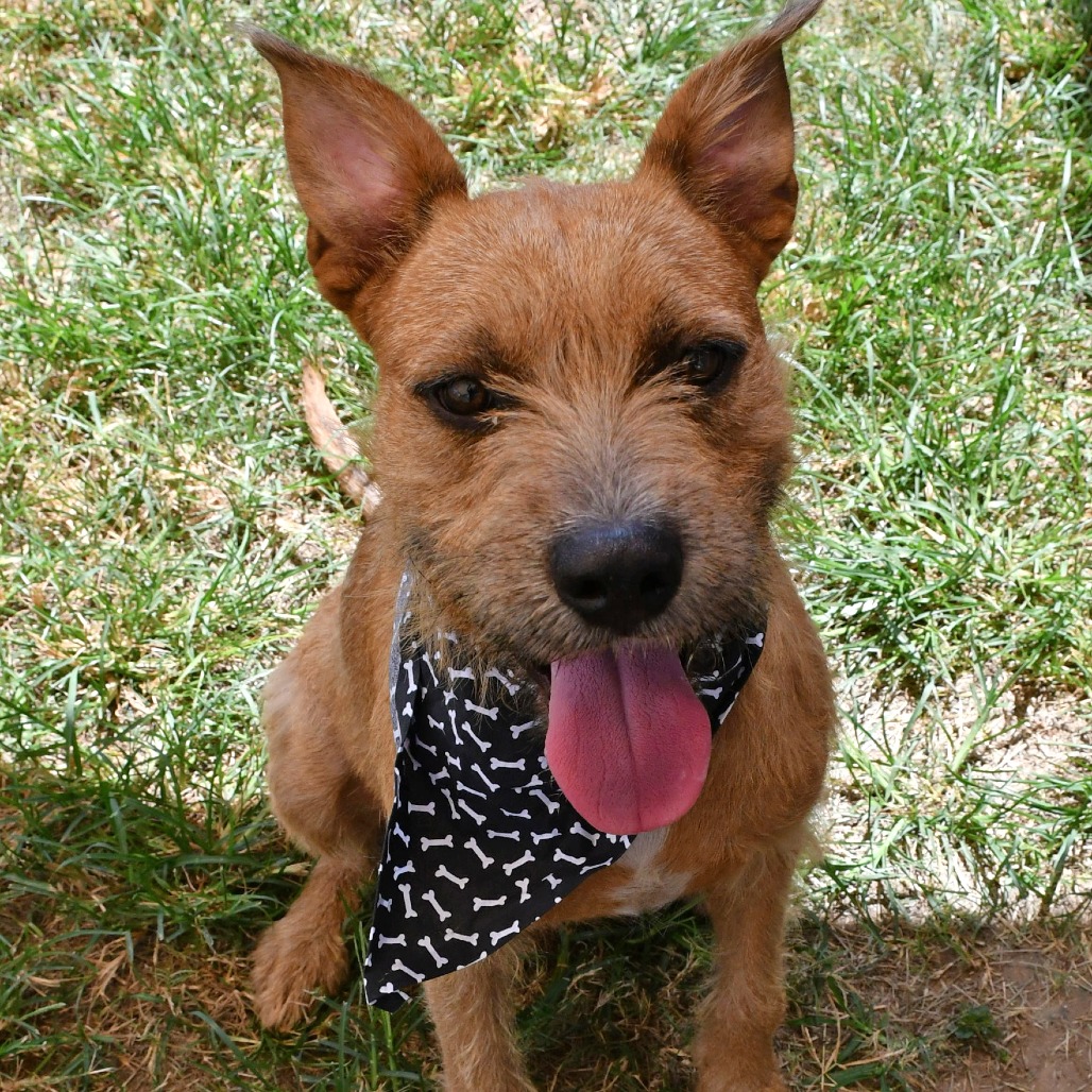 PENCIL - Terrier available for adoption