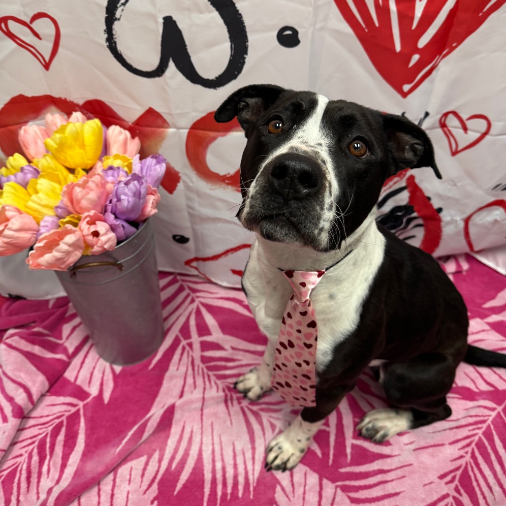 Steve "The Hair" Harrington