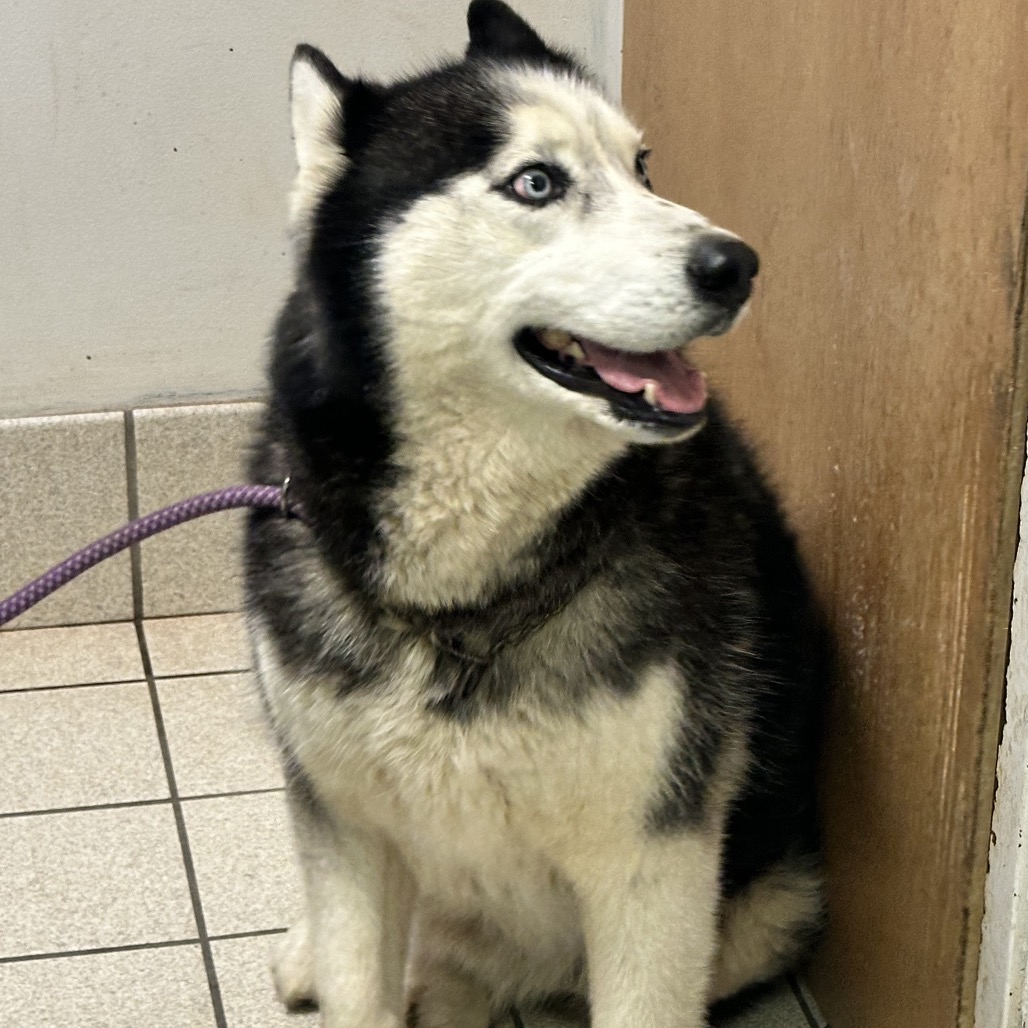 Russia's Ilya Rozanov — thumbnail 2