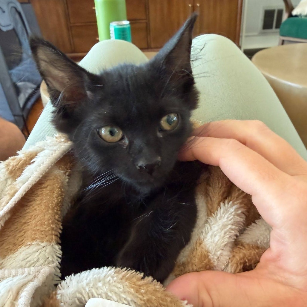 GUINESS - Domestic Shorthair available for adoption