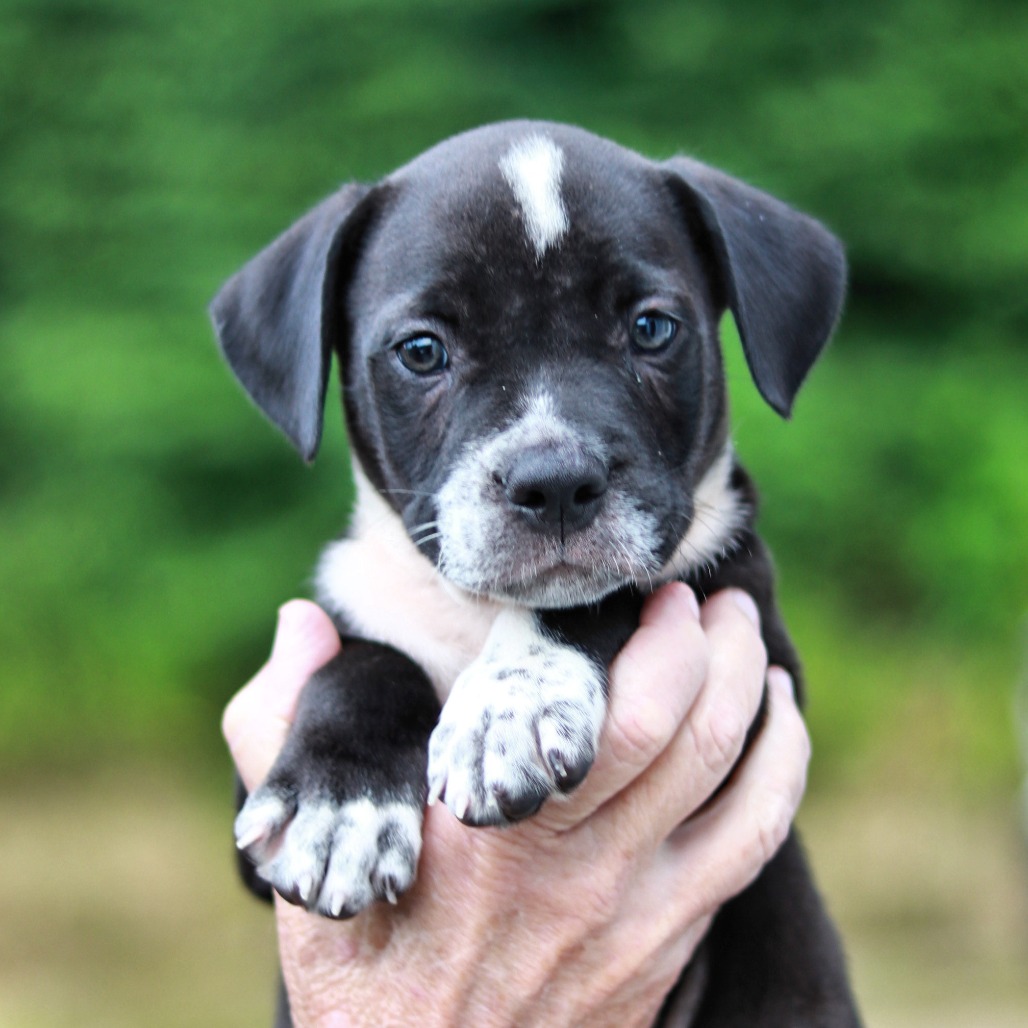 NY Gates (Foster in Mahopac NY)