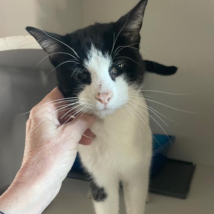 Simon — thumbnail 2