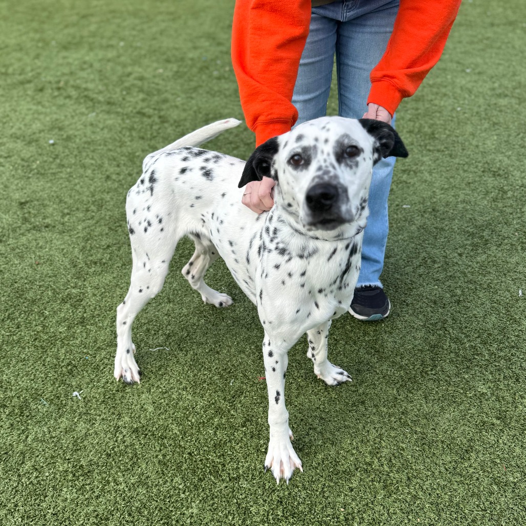 Charlie is available for adoption at Brown County Humane Society