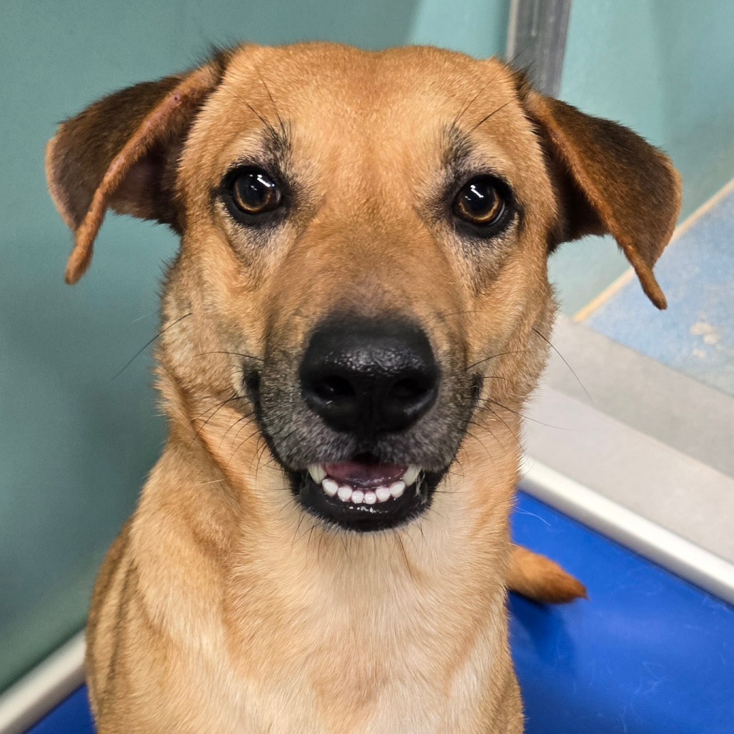 Sofia , available for adoption at PVAS