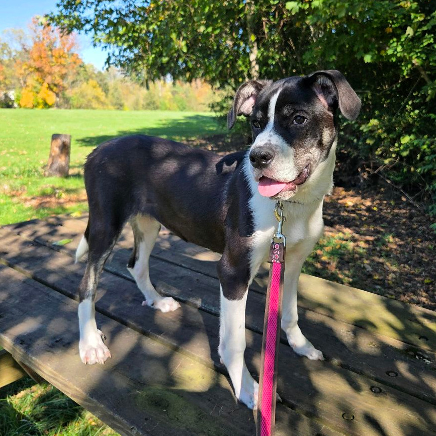 Taffy, photo 23