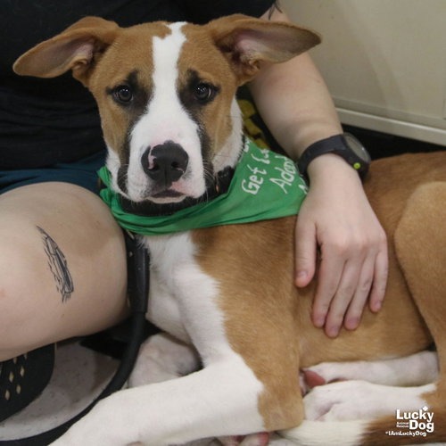 JORDAN - Shepherd / Hound available for adoption