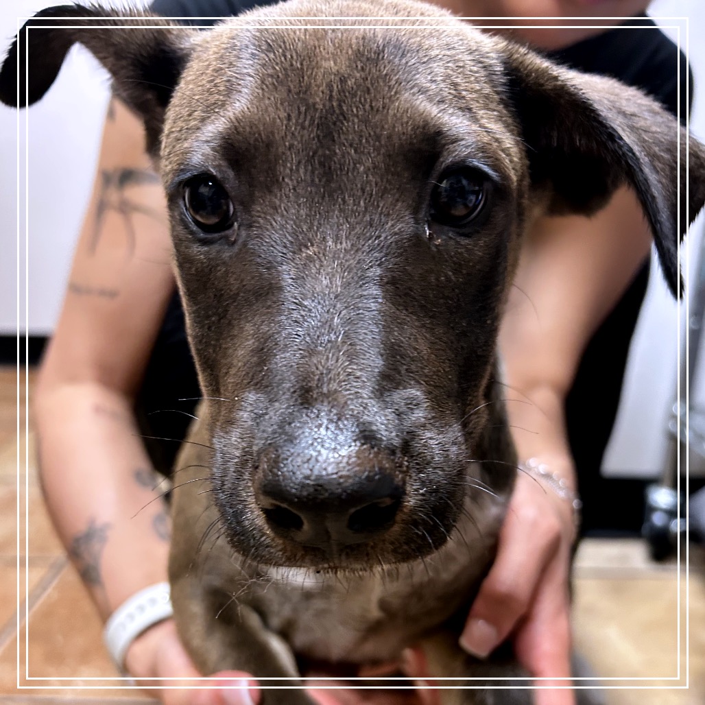 BABY - Cattle Dog, Australian (Red Heeler) / Mixed Breed (Medium) for adoption in Midland