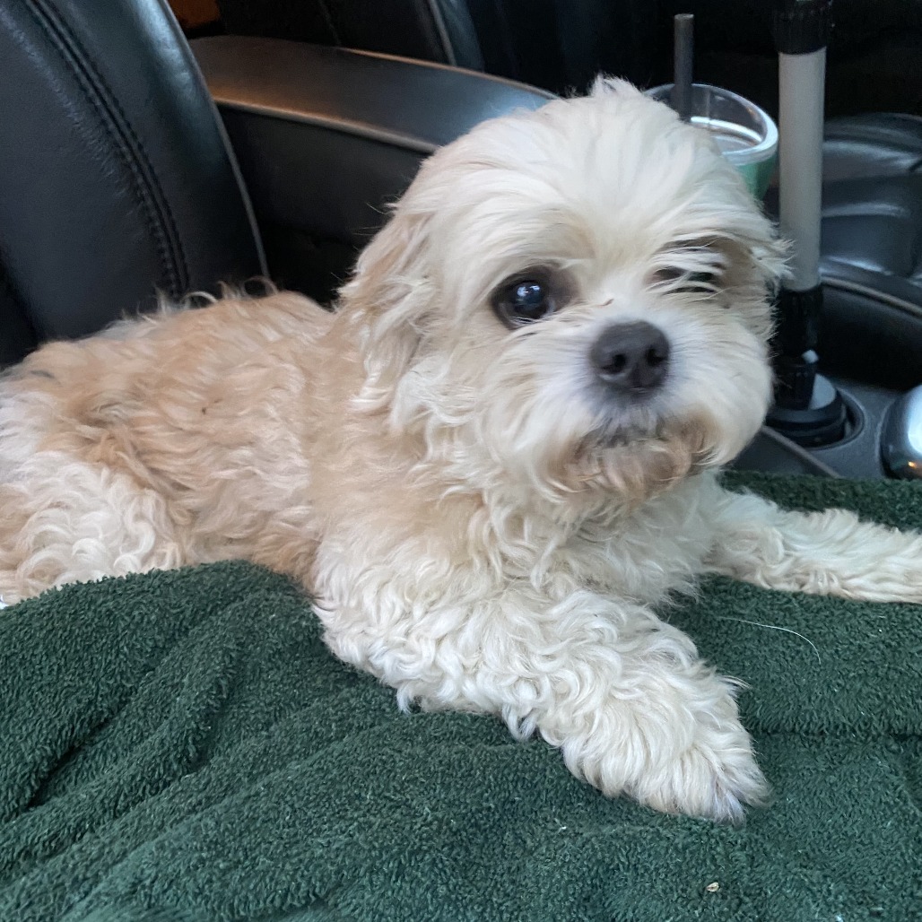Camo Rescue Artie is available for adoption at CAMO Rescue