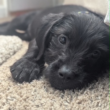 MARTY - Poodle / Mixed Breed (Medium) available for adoption