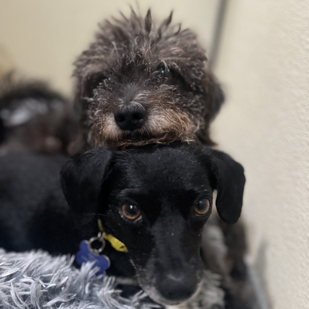 Star (bonded with Twinkle) - Costa Mesa Location, photo 14