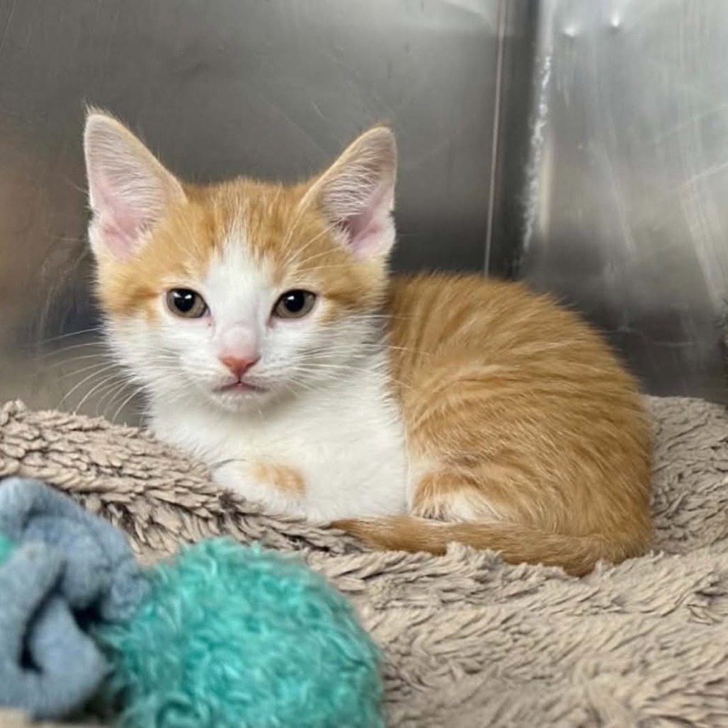 BERT - Domestic Shorthair available for adoption