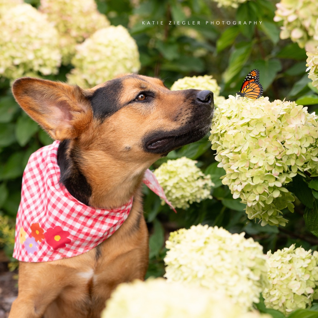 Macy, photo 4