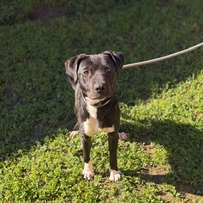 Kennel#34 Tito's preview photo