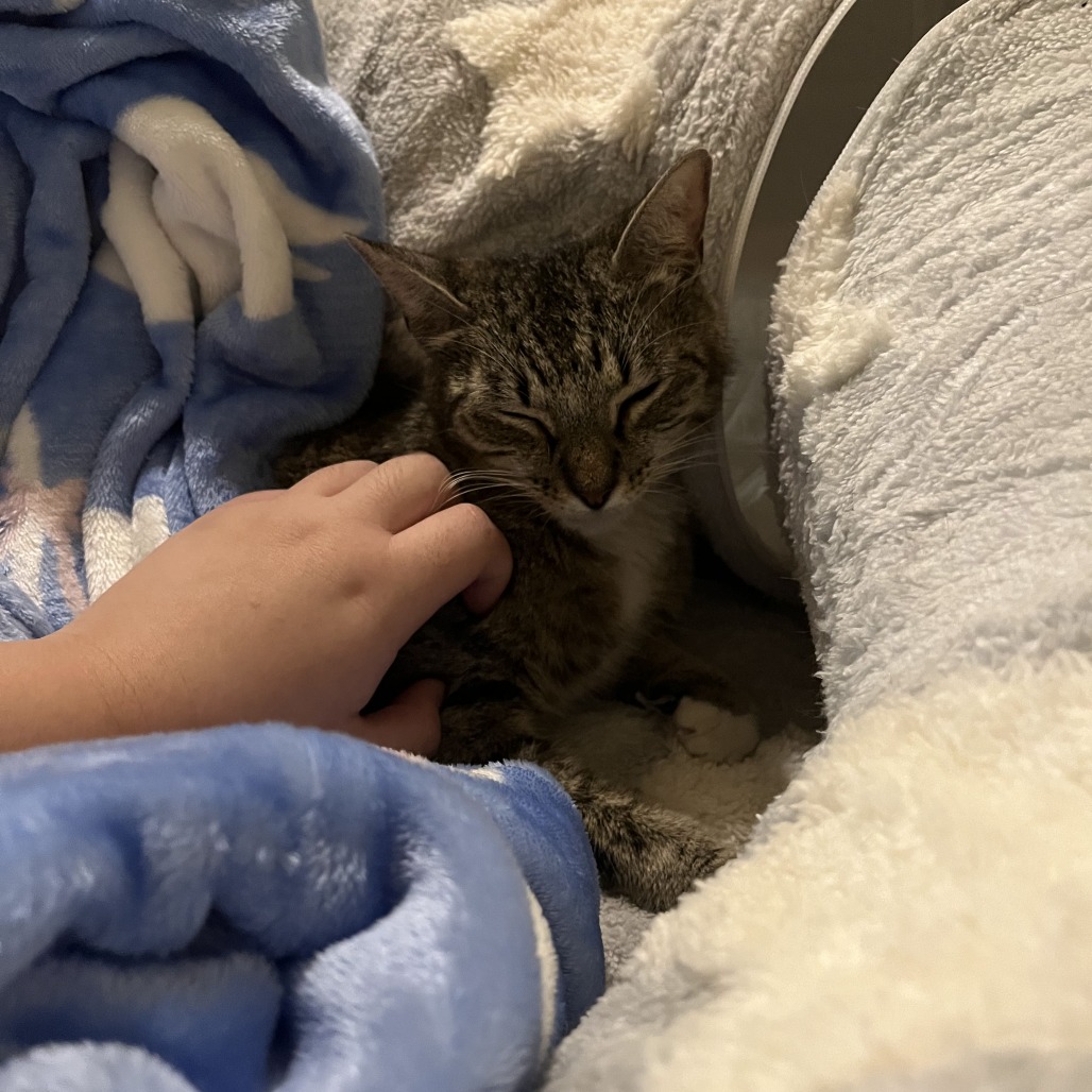 FAWN - Domestic Shorthair available for adoption