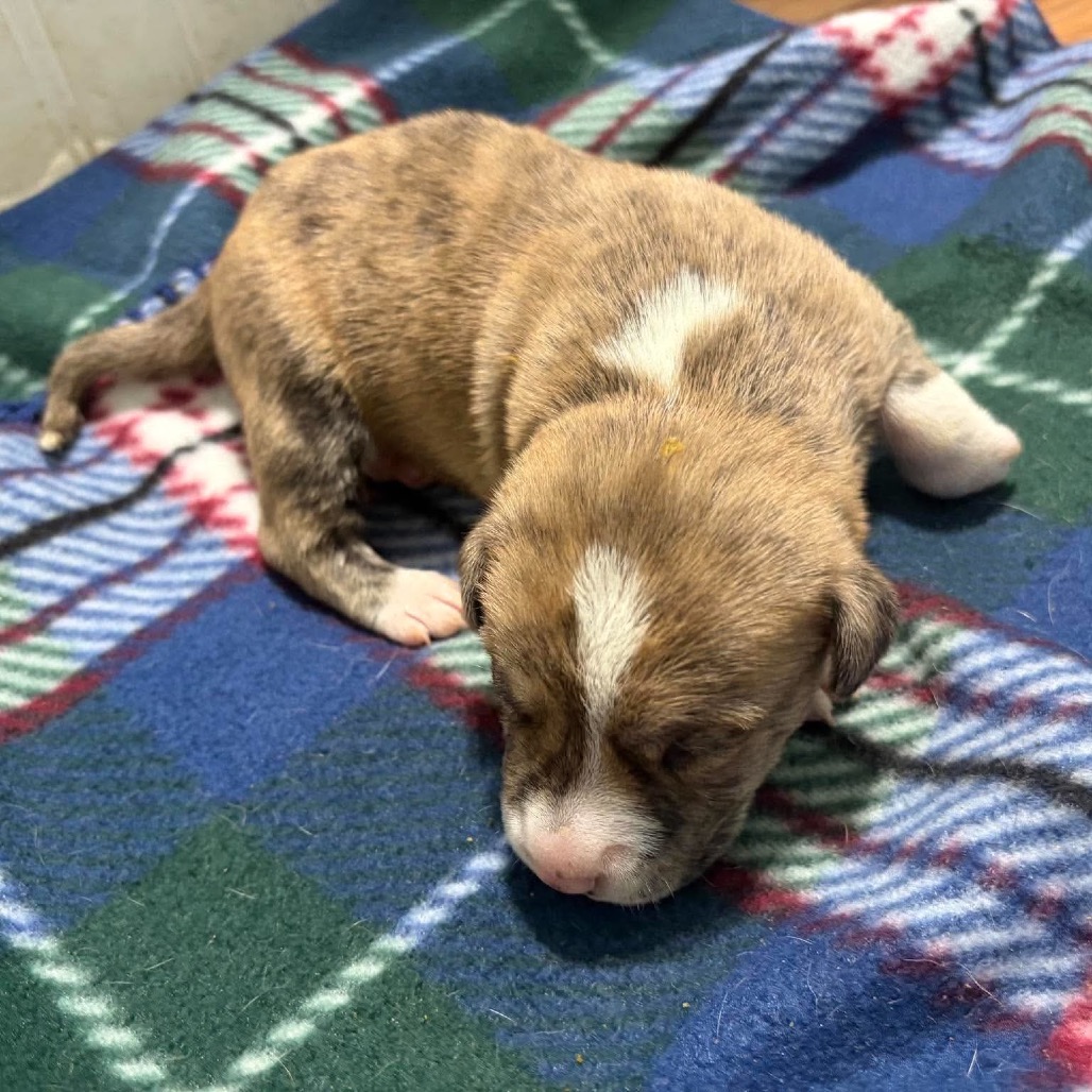 Timothy, an adoptable Mixed Breed (Medium)