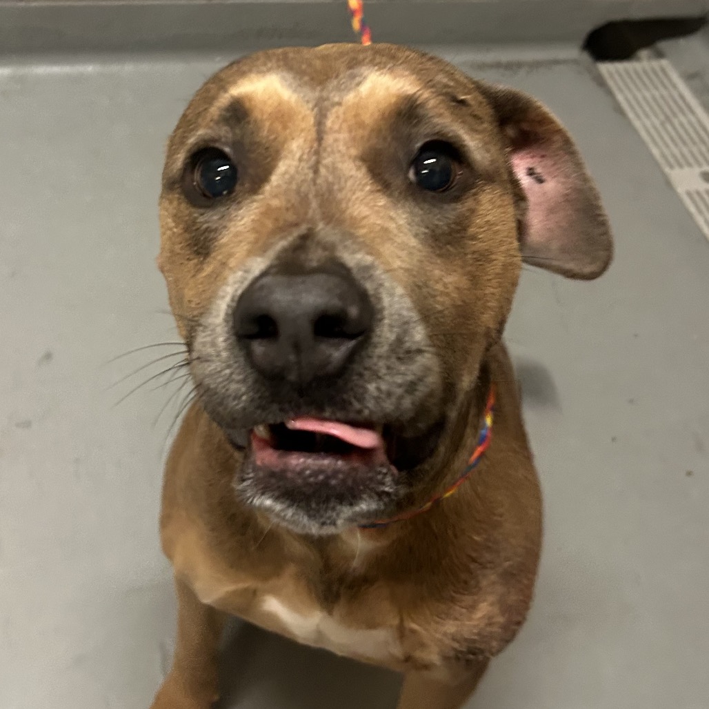 Pit Bull
