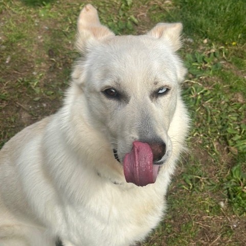 Ichi