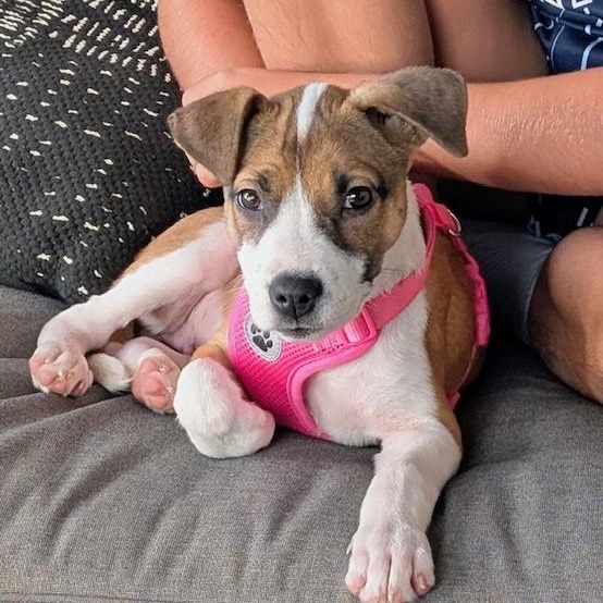 PATTY - Mixed Breed (Medium) for adoption in Madison