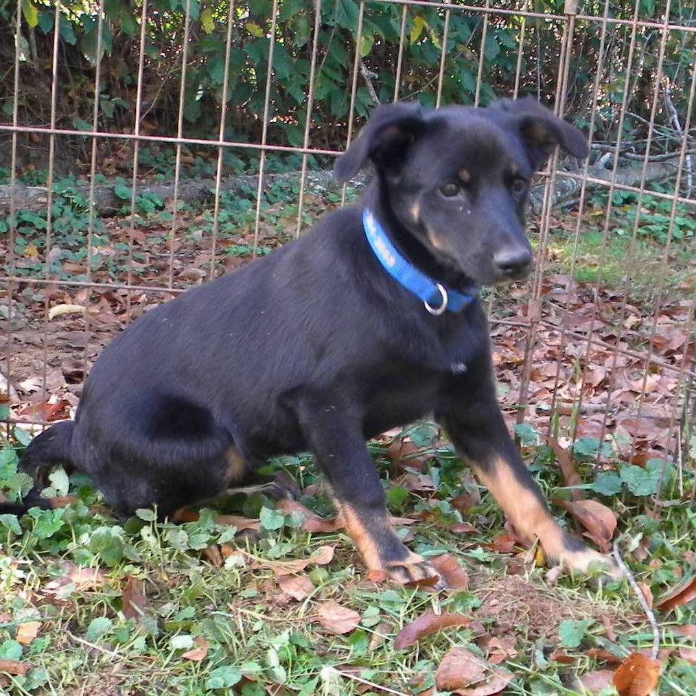 AXEL - Mixed Breed (Medium) available for adoption