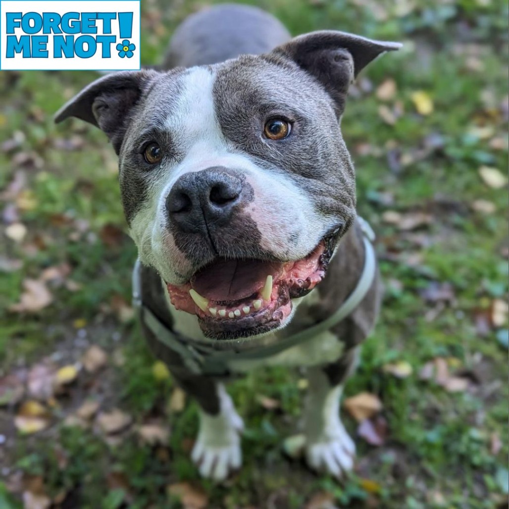DWAYNE "THE DOG" JOHNSON - Terrier / American Pit Bull available for adoption
