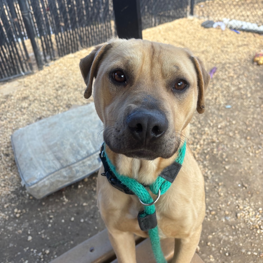 Buck — thumbnail 4