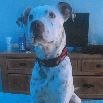 Riot, an adoptable dog at SPCA-BC