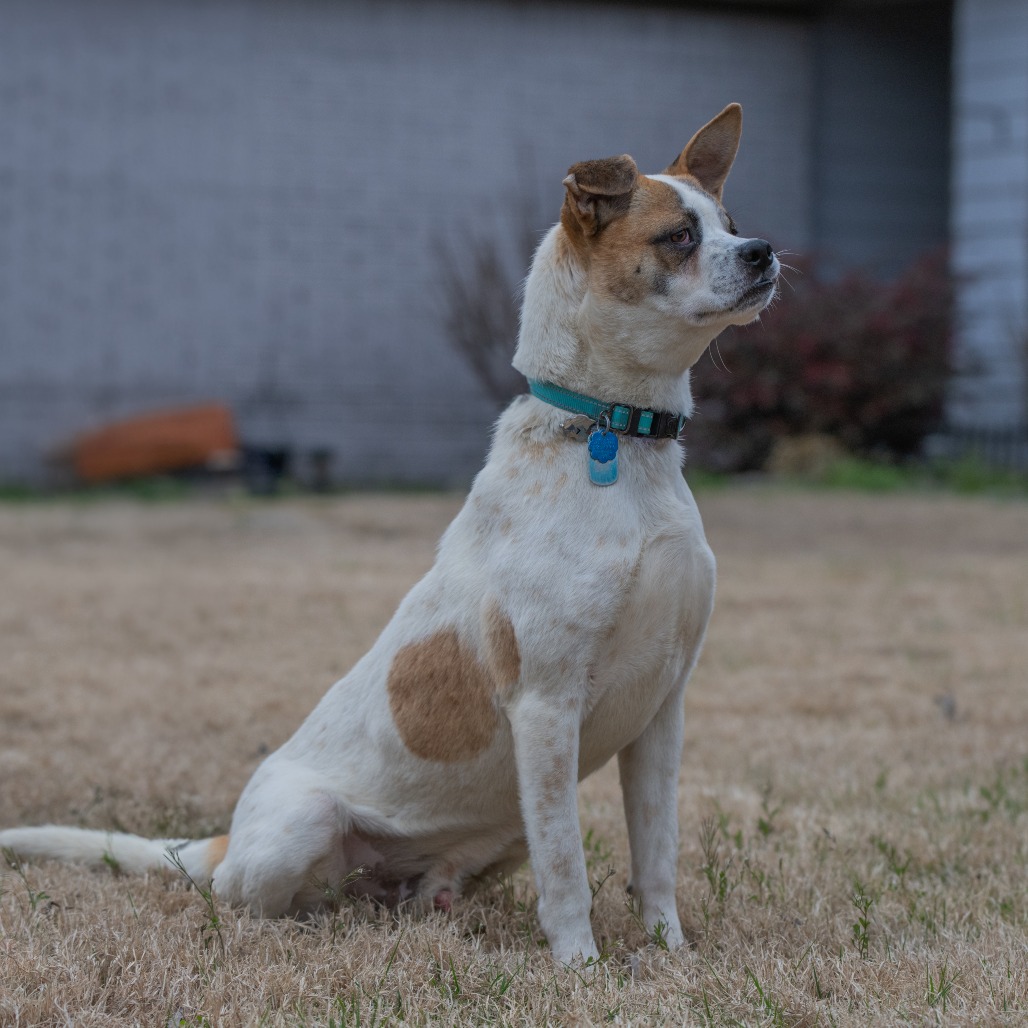 Stitch (Formerly Lava), photo 5