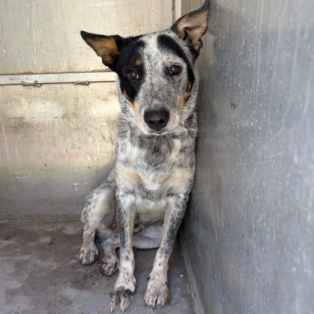 MOOCH - Cattle Dog / Australian (Blue Heeler) available for adoption