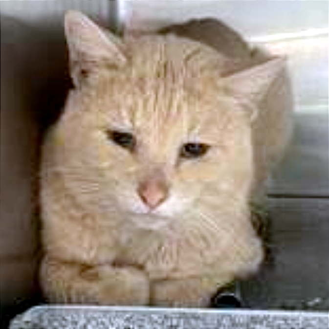 Alani — thumbnail 4