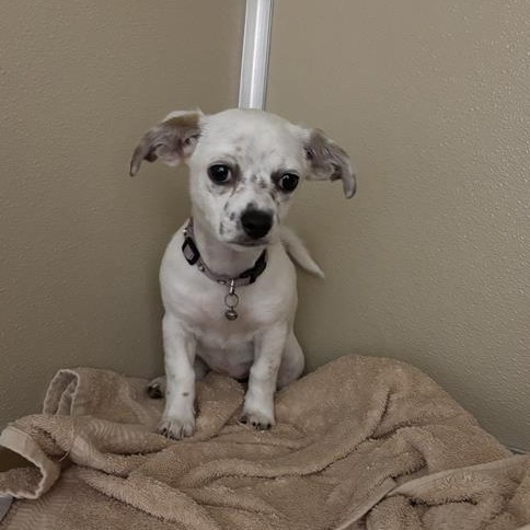 Chihuahua