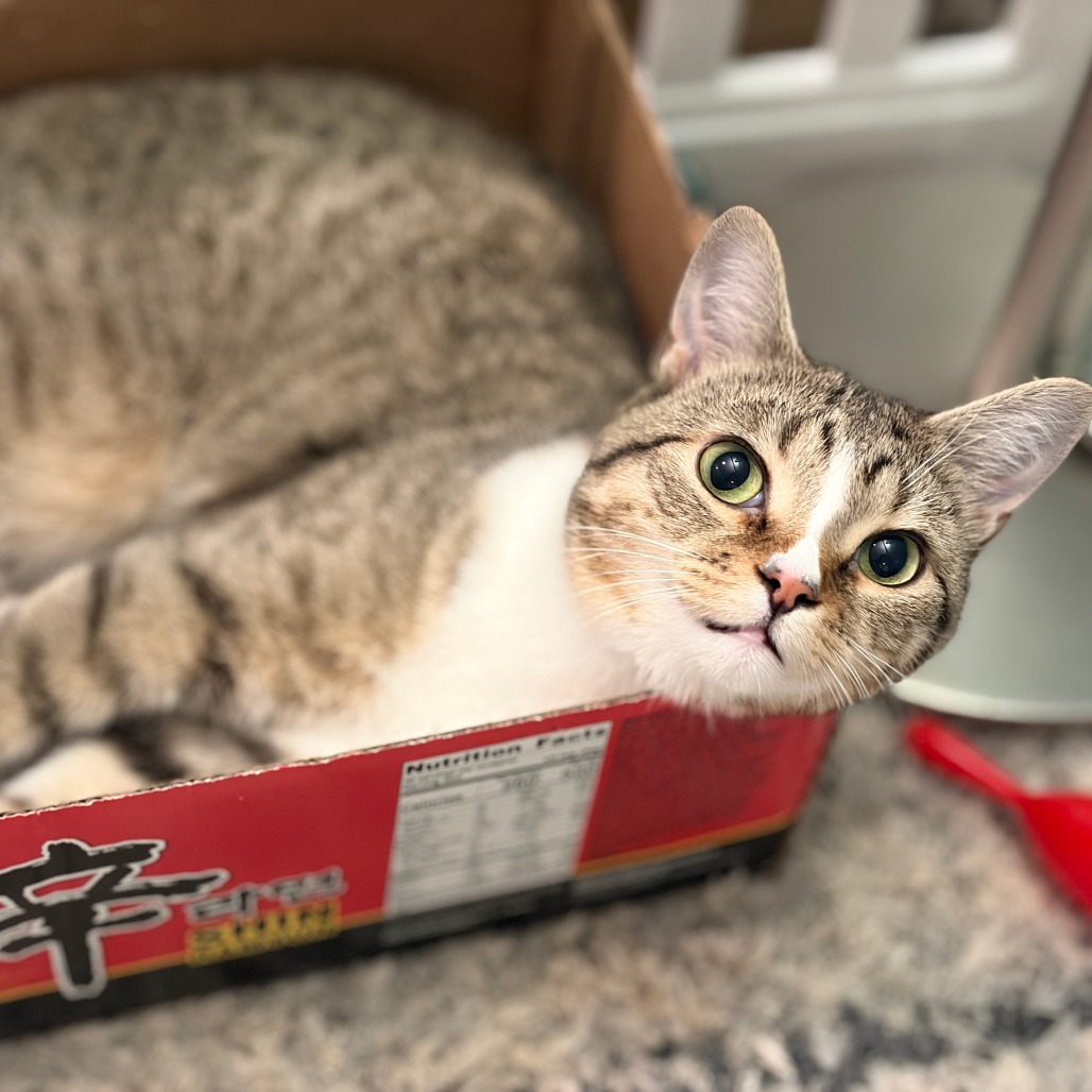 Digit (adoptable with Chi Chi) ** Cerebellar Hypoplasia**, photo 5