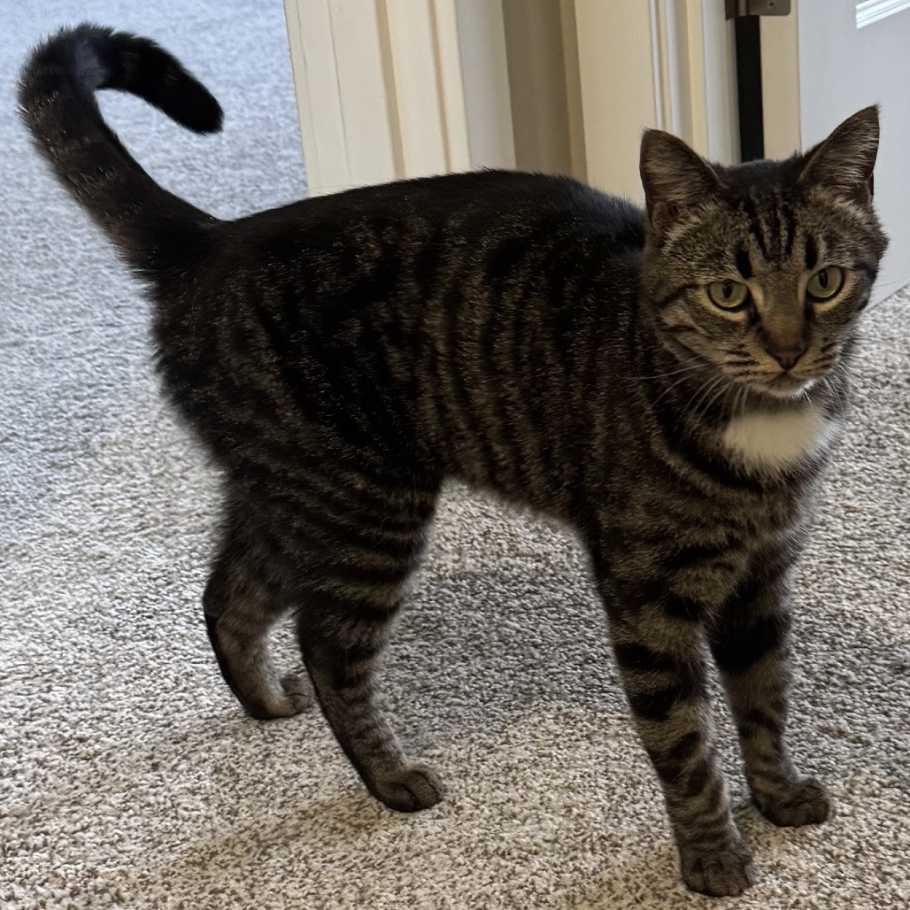 GRAYSON - Domestic Shorthair for adoption in Gresham