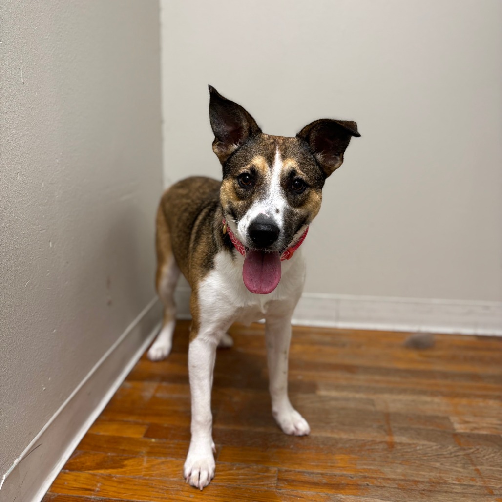 Blaze, photo 5