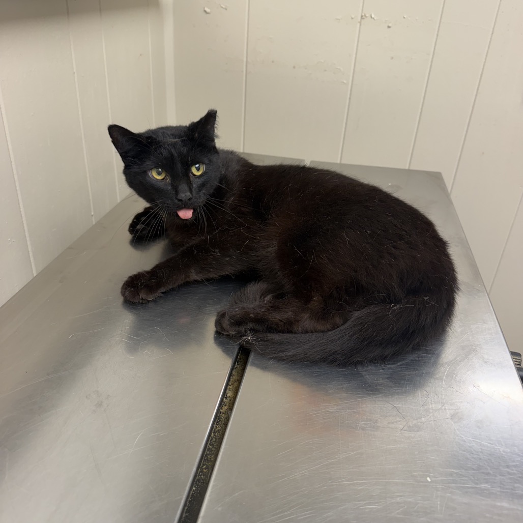 Tusc Stray 85444