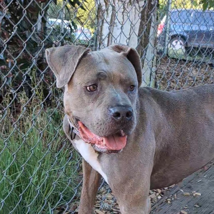 Pit Bull