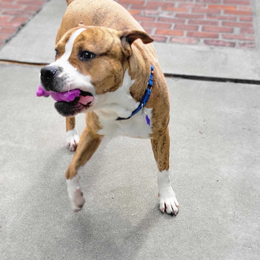 Hank — thumbnail 5