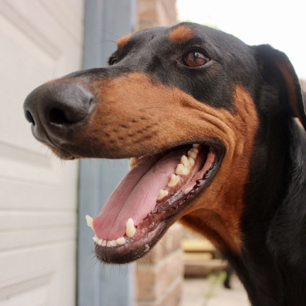 Thor photo 22
