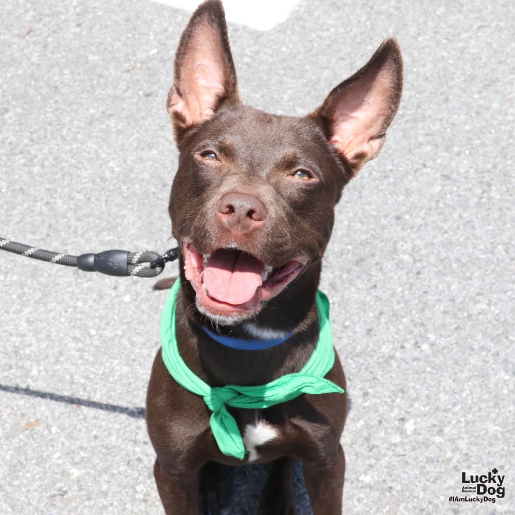 BOWIE - Terrier / Mix available for adoption