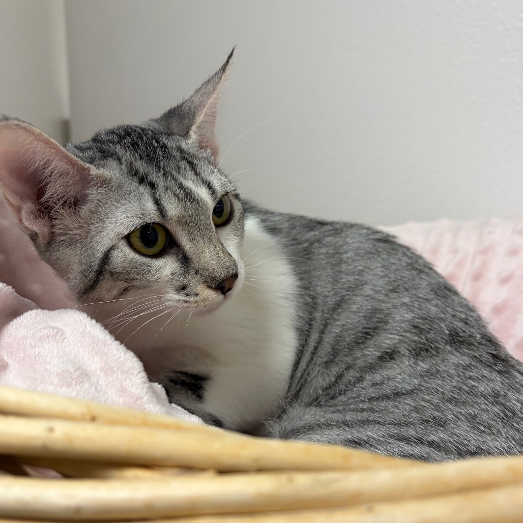 ELVIRA - Domestic Shorthair available for adoption