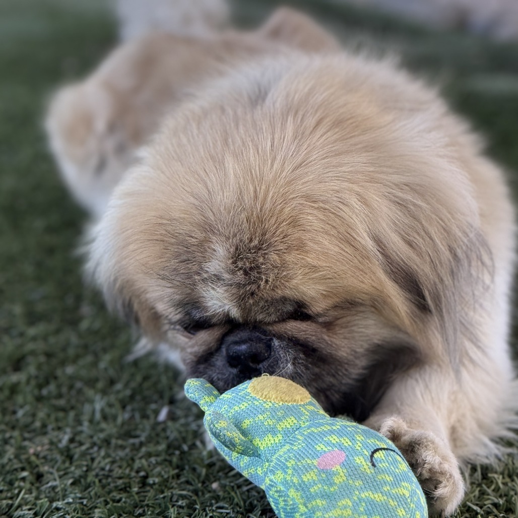 Muggsy, photo 2