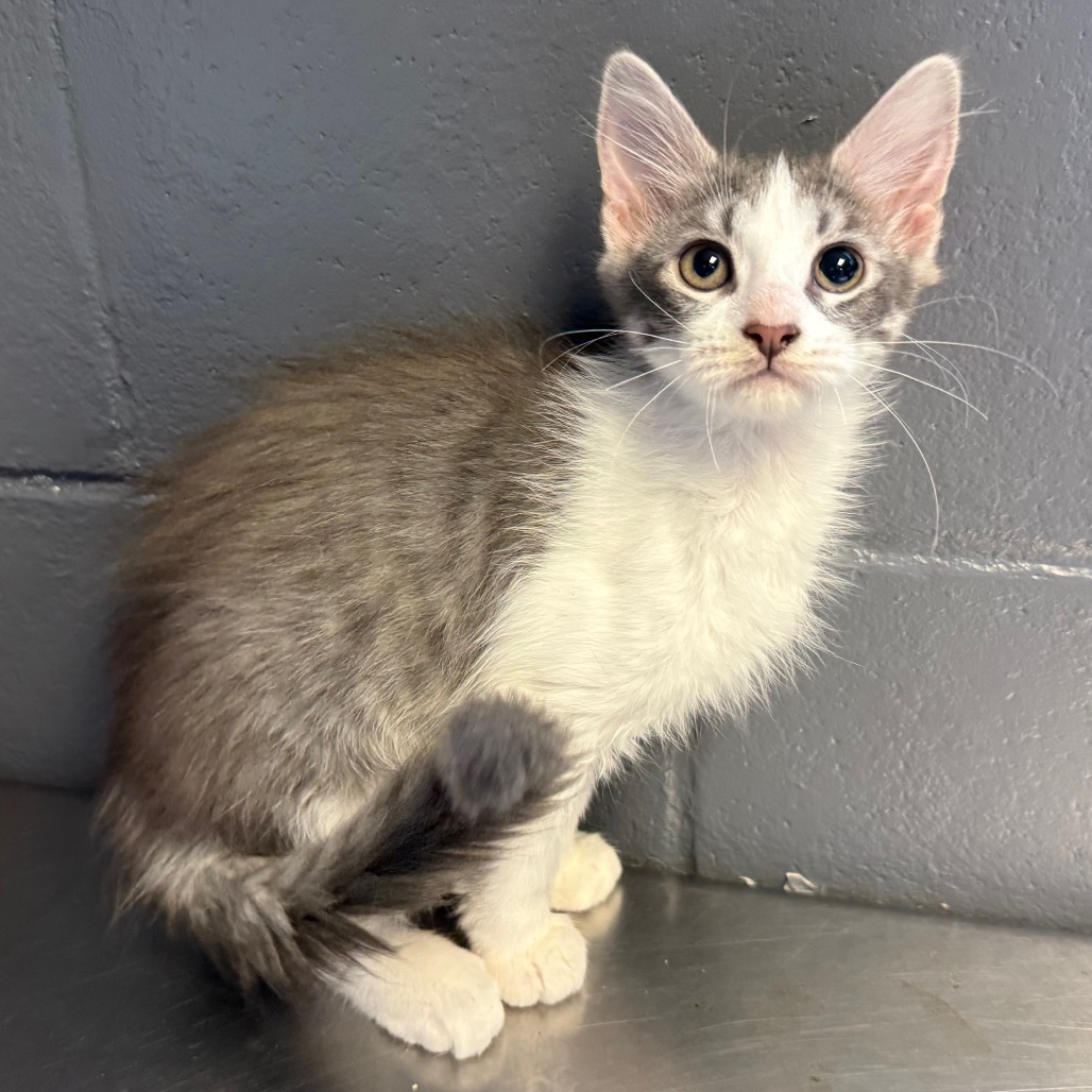 Tusc Stray 84523 2