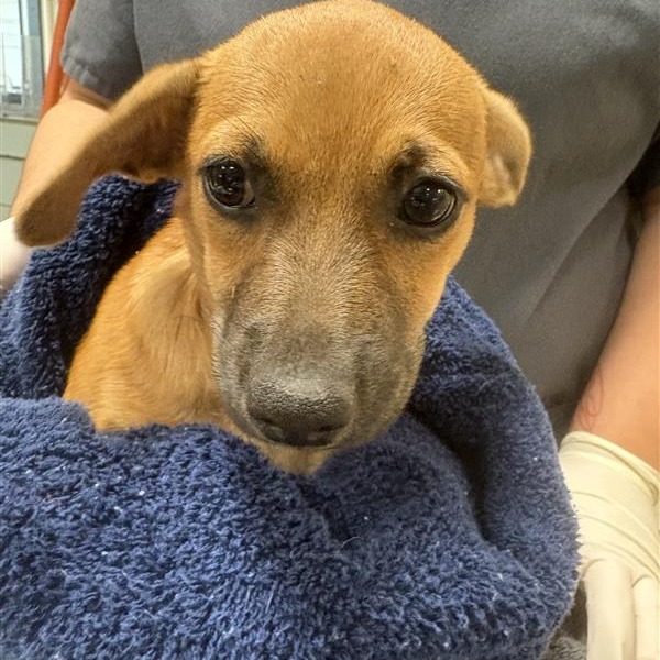 CANTALOUPE - Mixed Breed (Small) available for adoption