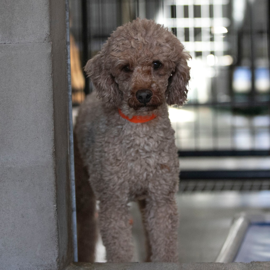 CHUCK (OT26-33) - Poodle / Miniature available for adoption