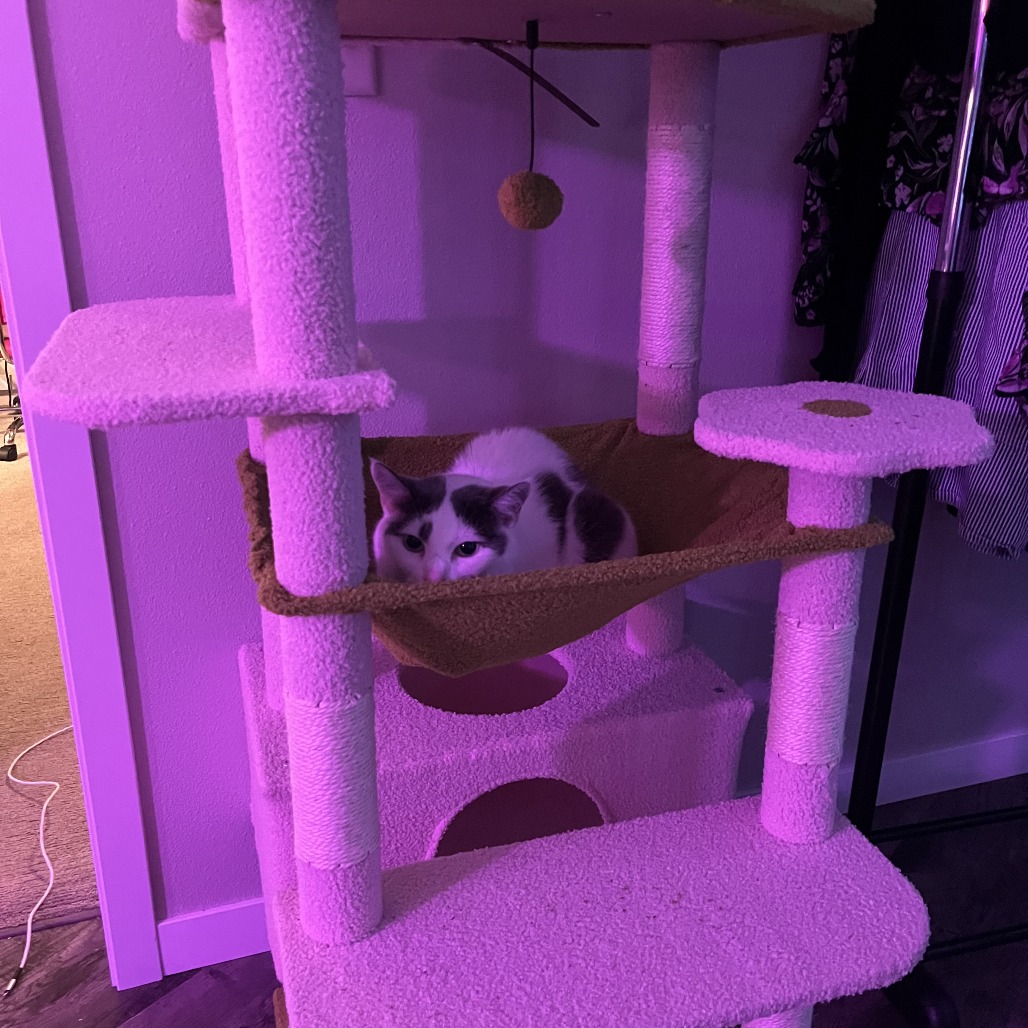 Fawn--In Foster, photo 14
